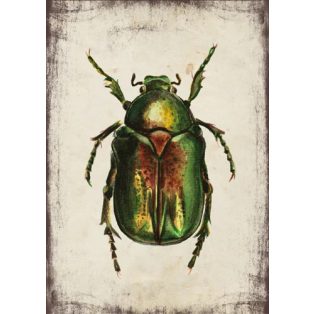 Szolnoki Ágnes képeslap aranyos rózsabogár