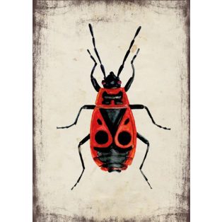 Szolnoki Ágnes képeslap bodobács