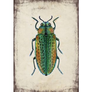 Szolnoki Ágnes képeslap hársfa díszbogár