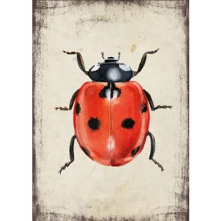 Szolnoki Ágnes képeslap hétpettyes katica