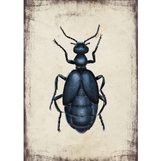 Szolnoki Ágnes képeslap kék nünüke