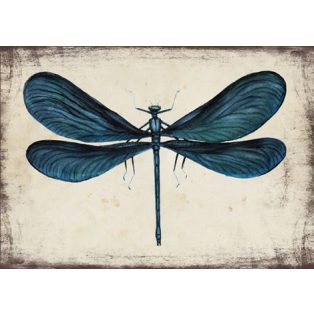 Szolnoki Ágnes képeslap kisasszony-szitakötő