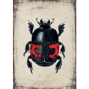 Szolnoki Ágnes képeslap sutabogár