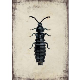 Szolnoki Ágnes képeslap törpe szentjánosbogár