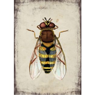 Szolnoki Ágnes képeslap zengőlégy