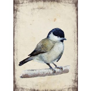 Szolnoki Ágnes képeslap barátcinege