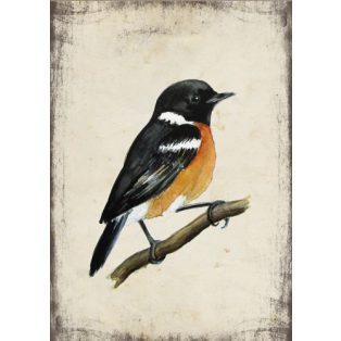 Szolnoki Ágnes képeslap cigánycsuk