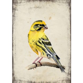 Szolnoki Ágnes képeslap csicsörke