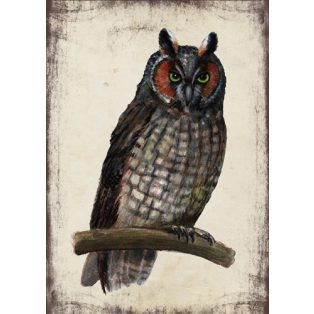 Szolnoki Ágnes képeslap erdei fülesbagoly