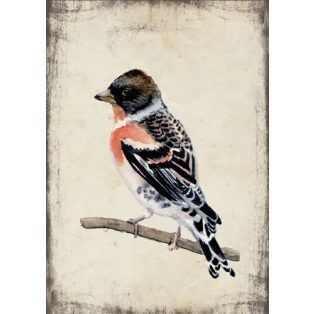 Szolnoki Ágnes képeslap fenyőpinty