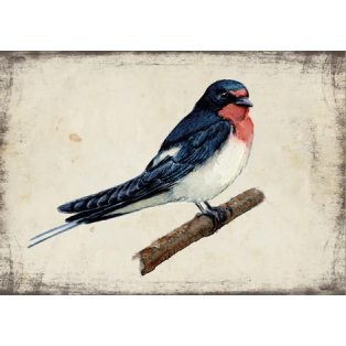 Szolnoki Ágnes képeslap füsti fecske