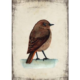 Szolnoki Ágnes képeslap házi rozsdafarkú