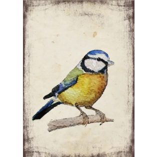 Szolnoki Ágnes képeslap kékcinke