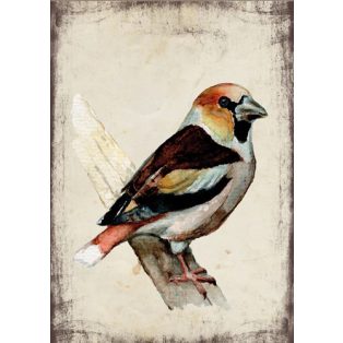 Szolnoki Ágnes képeslap meggyvágó