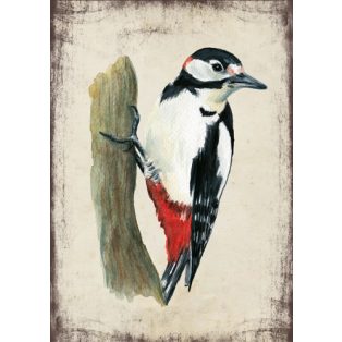 Szolnoki Ágnes képeslap nagy fakopáncs