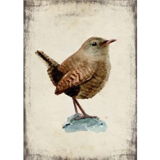 Szolnoki Ágnes képeslap ökörszem