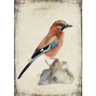 Szolnoki Ágnes képeslap szajkó