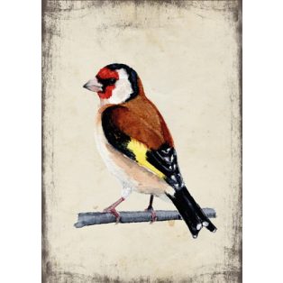 Szolnoki Ágnes képeslap tengelic