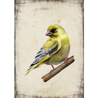 Szolnoki Ágnes képeslap zöldike