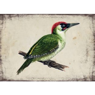 Szolnoki Ágnes képeslap zöld küllő