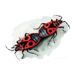 Szolnoki Ágnes képeslap bodobács szerelem