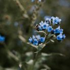 Virágos Pagony virágmag - nefelejcs