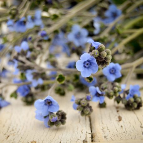 Virágos Pagony virágmag - nefelejcs