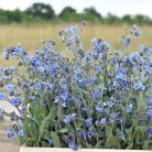 Virágos Pagony virágmag - nefelejcs