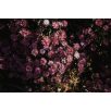Virágos Pagony virágmag - kerti őszirózsa