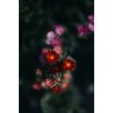 Virágos Pagony virágmag - kerti őszirózsa