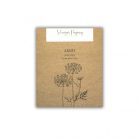 Virágos Pagony virágmag - ammi majus