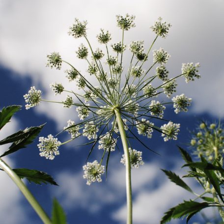 Virágos Pagony virágmag - ammi majus