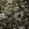 Virágos Pagony virágmag - ammi majus
