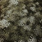 Virágos Pagony virágmag - ammi majus
