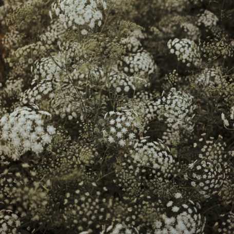 Virágos Pagony virágmag - ammi majus