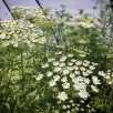 Virágos Pagony virágmag - ammi majus