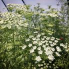 Virágos Pagony virágmag - ammi majus