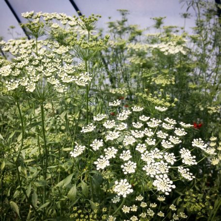 Virágos Pagony virágmag - ammi majus